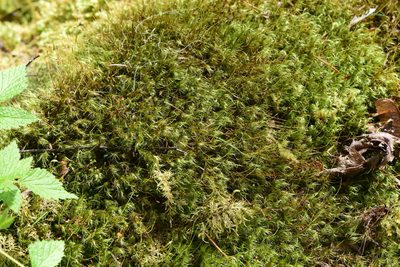 Dicranum scoparium, photographed by Braden J. Judson