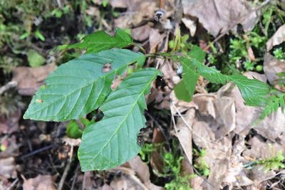 Frangula purshiana, photographed by Braden J. Judson