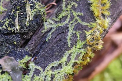 Lophocolea bidentata, photographed by Braden J. Judson