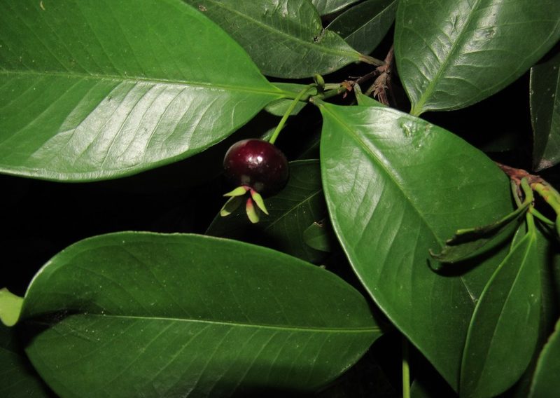 Eugenia brasiliensis, photographed by Kahio Tiberio Mazon