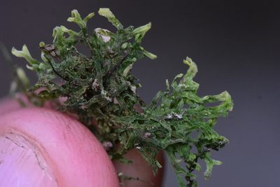 Metzgeria pubescens, photographed by Braden J. Judson