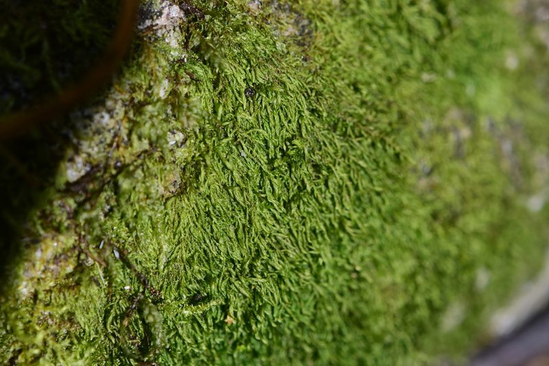 Bryolawtonia vancouveriensis, photographed by Braden J. Judson