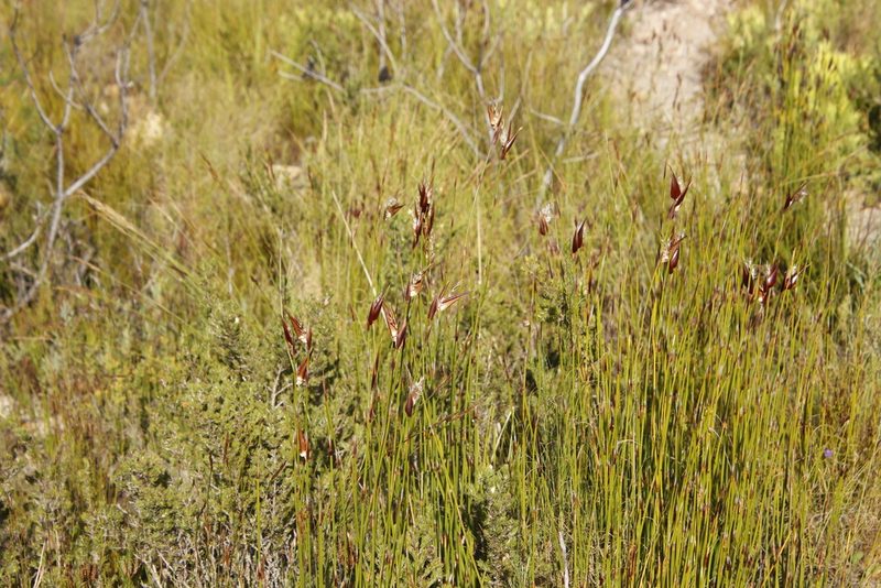 Ceratocaryum decipiens, photographed by Tony Rebelo