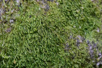 Bryolawtonia vancouveriensis, photographed by Braden J. Judson