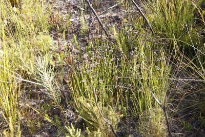 Schizaea pectinata, photographed by Tony Rebelo