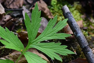 Hydrophyllum fendleri, photographed by Braden J. Judson