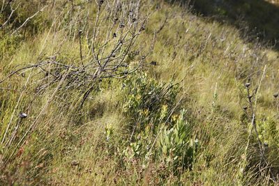 Leucospermum cuneiforme, photographed by Tony Rebelo