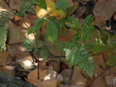 Pteridium caudatum, photographed by Brian White