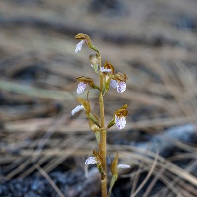 Corallorhiza wisteriana, photographed by Andrew Tree