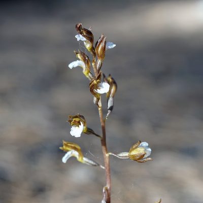 Corallorhiza wisteriana, photographed by Andrew Tree