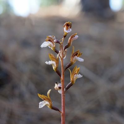 Corallorhiza wisteriana, photographed by Andrew Tree