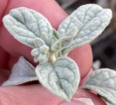 Heliotropium rotundifolium, photographed by Henrik Kibak