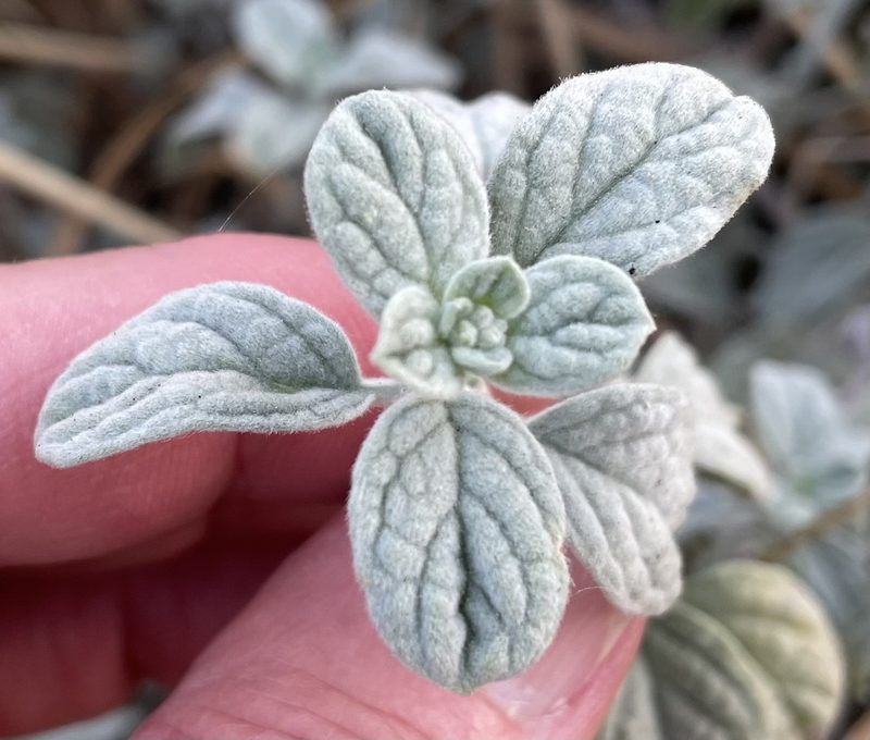 Heliotropium rotundifolium, photographed by Henrik Kibak