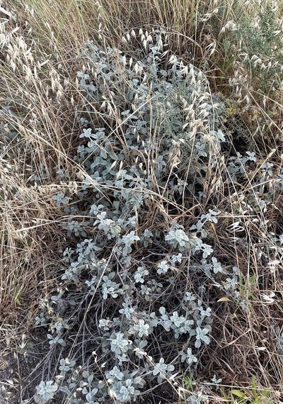 Heliotropium rotundifolium, photographed by Henrik Kibak
