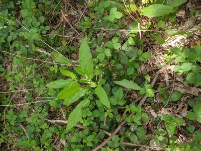Rumex sanguineus, photographed by Piermario Maculan