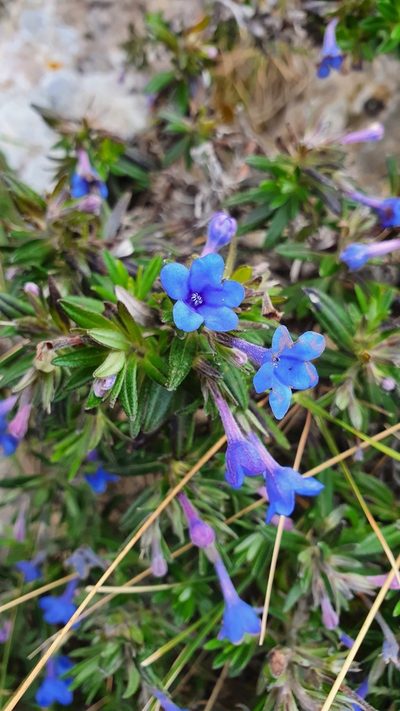 Glandora rosmarinifolia, photographed by hecklemore