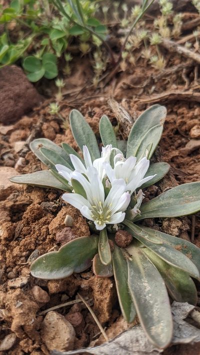Lewisia brachycalyx, photographed by Darrin Gobble