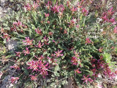 Astragalus monspessulanus, photographed by David Delon