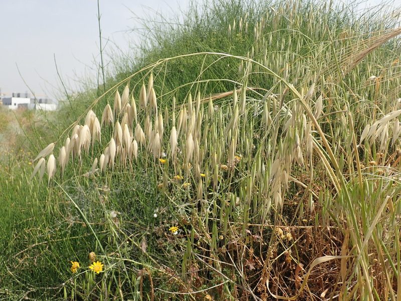 Avena sterilis, photographed by Henrik Kibak