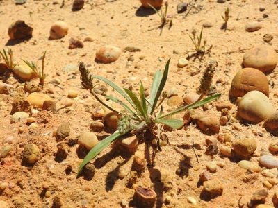 Plantago bellardii, photographed by Duarte Frade
