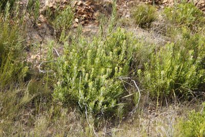 Leucospermum cuneiforme, photographed by Tony Rebelo