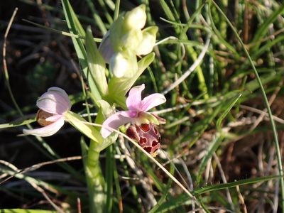 Ophrys scolopax, photographed by David Delon