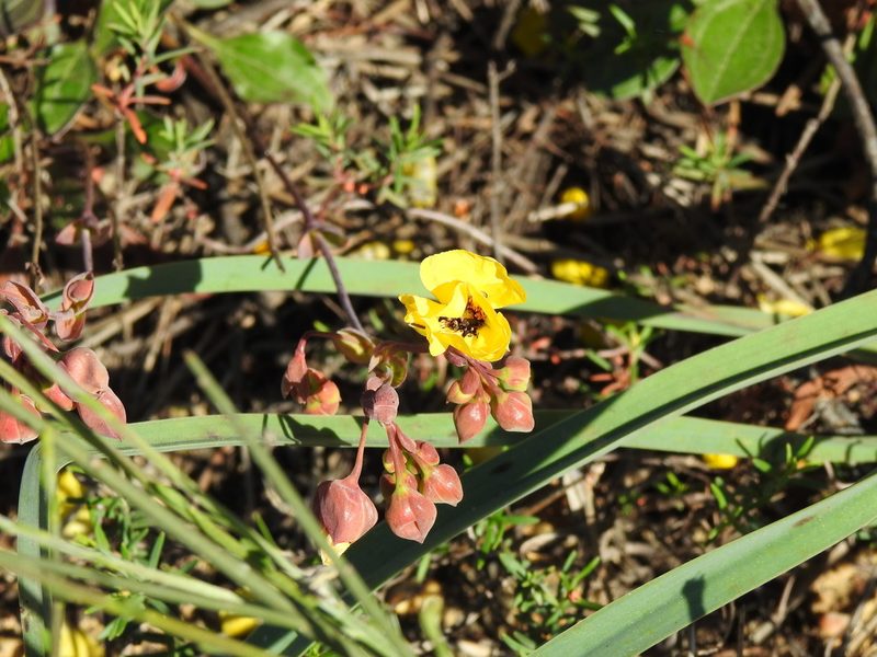 Tuberaria globulariifolia, photographed by Duarte Frade