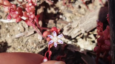 Sedum caeruleum, photographed by hecklemore