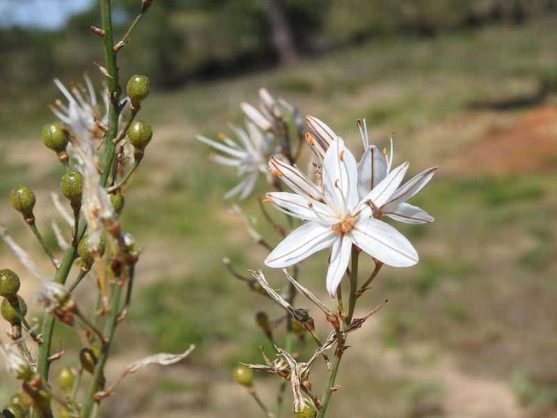 Asphodelus serotinus, photographed by Duarte Frade