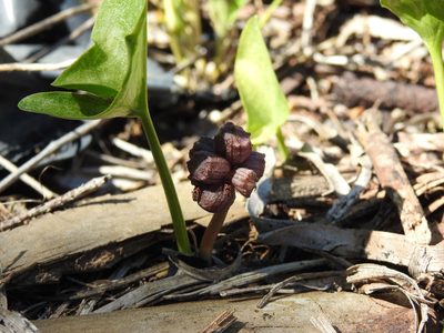 Arisarum simorrhinum