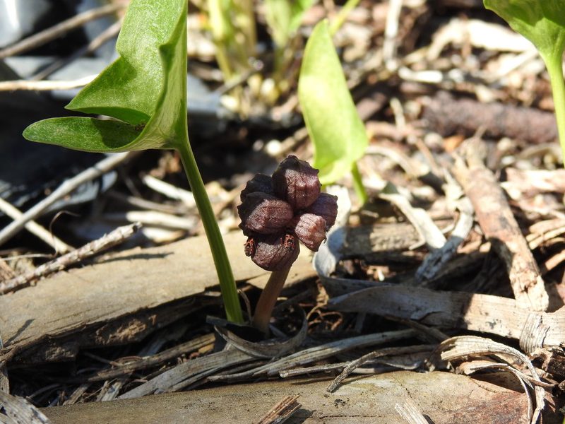 Arisarum simorrhinum, photographed by Duarte Frade