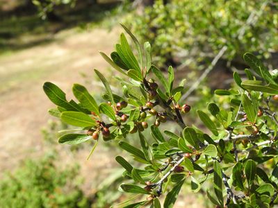 Rhamnus oleoides, photographed by Duarte Frade