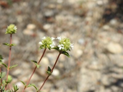 Thymus albicans, photographed by Duarte Frade