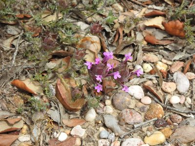 Thymus lotocephalus, photographed by Duarte Frade
