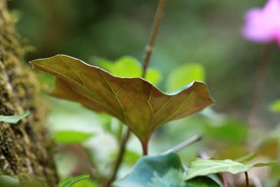 Cyclamen repandum, photographed by Carroll