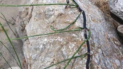 Equisetum ramosissimum, photographed by hecklemore