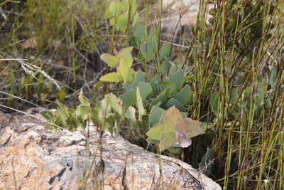 Protea amplexicaulis, photographed by Tony Rebelo
