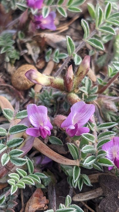 Astragalus concordius, photographed by Darrin Gobble