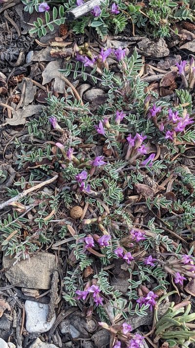 Astragalus concordius, photographed by Darrin Gobble