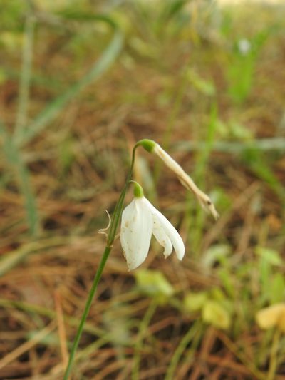 Acis trichophylla, photographed by Duarte Frade