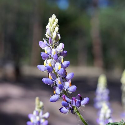 Lupinus neomexicanus, photographed by Andrew Tree