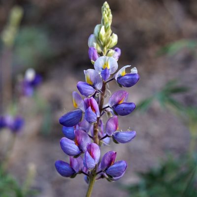Lupinus neomexicanus, photographed by Andrew Tree