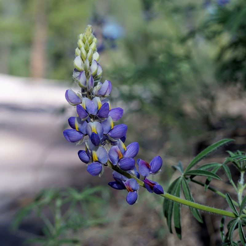 Lupinus neomexicanus, photographed by Andrew Tree