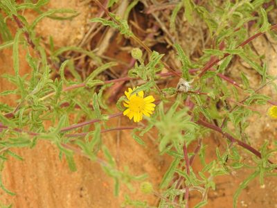Pulicaria arabica, photographed by Duarte Frade