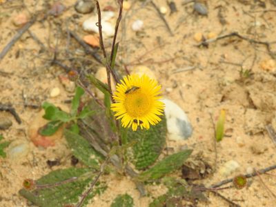 Pulicaria odora, photographed by Duarte Frade