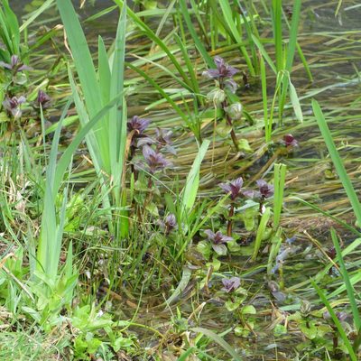 Mentha aquatica, photographed by R Clarke