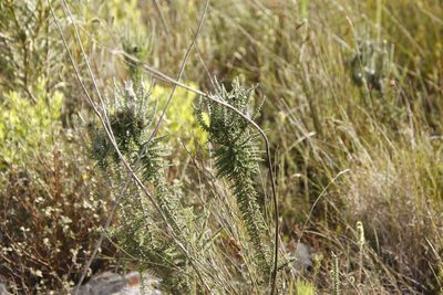 Phaenocoma prolifera, photographed by Tony Rebelo