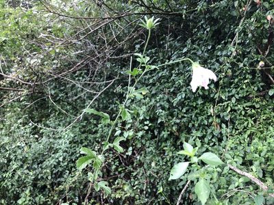 Hibiscus pedunculatus, photographed by Sunčana Bradley