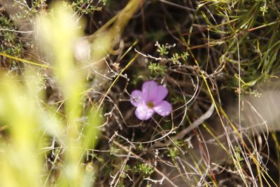 Oxalis truncatula, photographed by Tony Rebelo