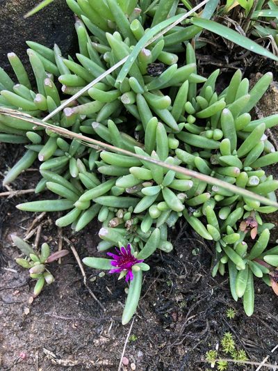 Delosperma saturatum, photographed by Sunčana Bradley
